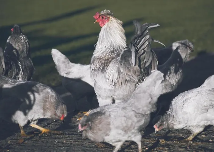 Cedar Nook Feriehus *