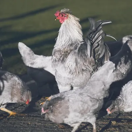 Cedar Nook בית נופש *